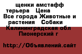 щенки амстафф терьера › Цена ­ 30 000 - Все города Животные и растения » Собаки   . Калининградская обл.,Пионерский г.
